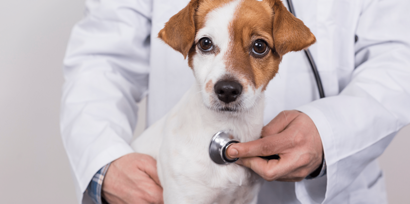 Cómo identificar la insuficiencia cardíaca en perros | Diario 2001