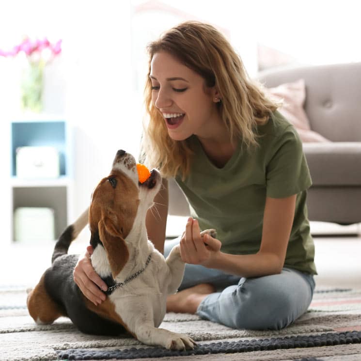 ¿Deseas hacer feliz a tu perro? | Diario 2001