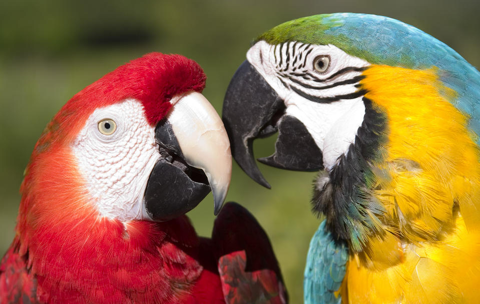 Guacamaya, ave exótica que resalta por sus colores | Diario 2001