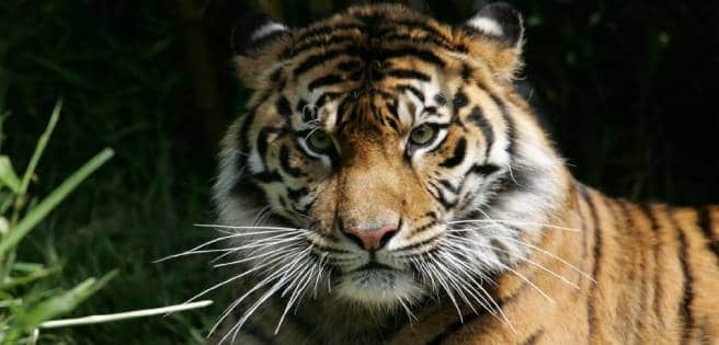 Tigre siberiano mata a un empleado en un parque de animales en Sudáfrica | Diario 2001