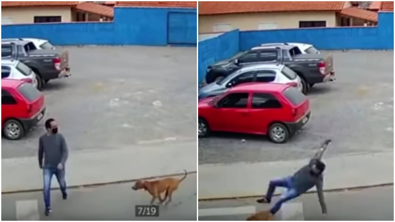 Un peatón es atropellado por un perro y causa furor en las redes (+Video)