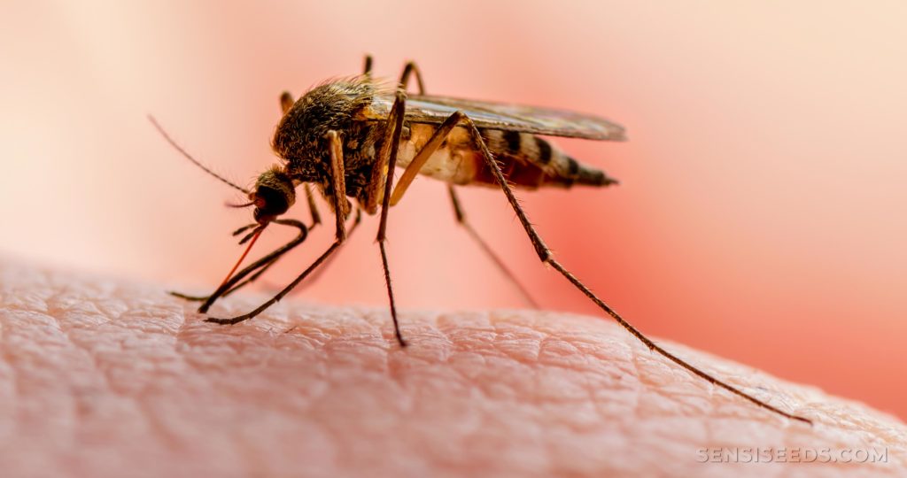 Advierten sobre brote de malaria en La Guaira