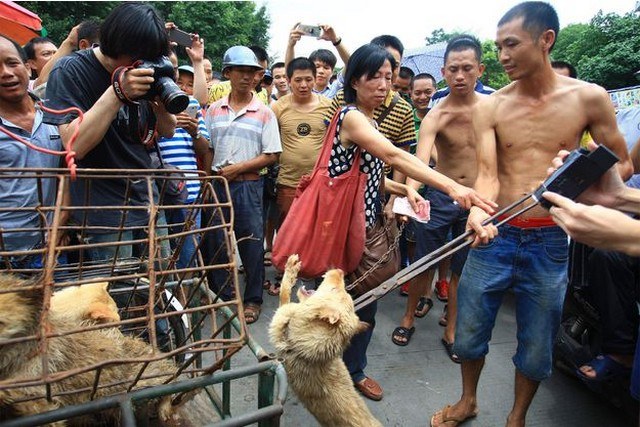 En China se realizará el festival del perro celabrado en Yulin