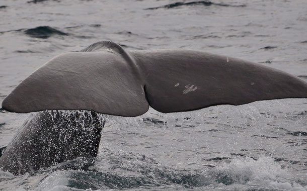 Pescadores encuentran fortuna en el estómago de una ballena