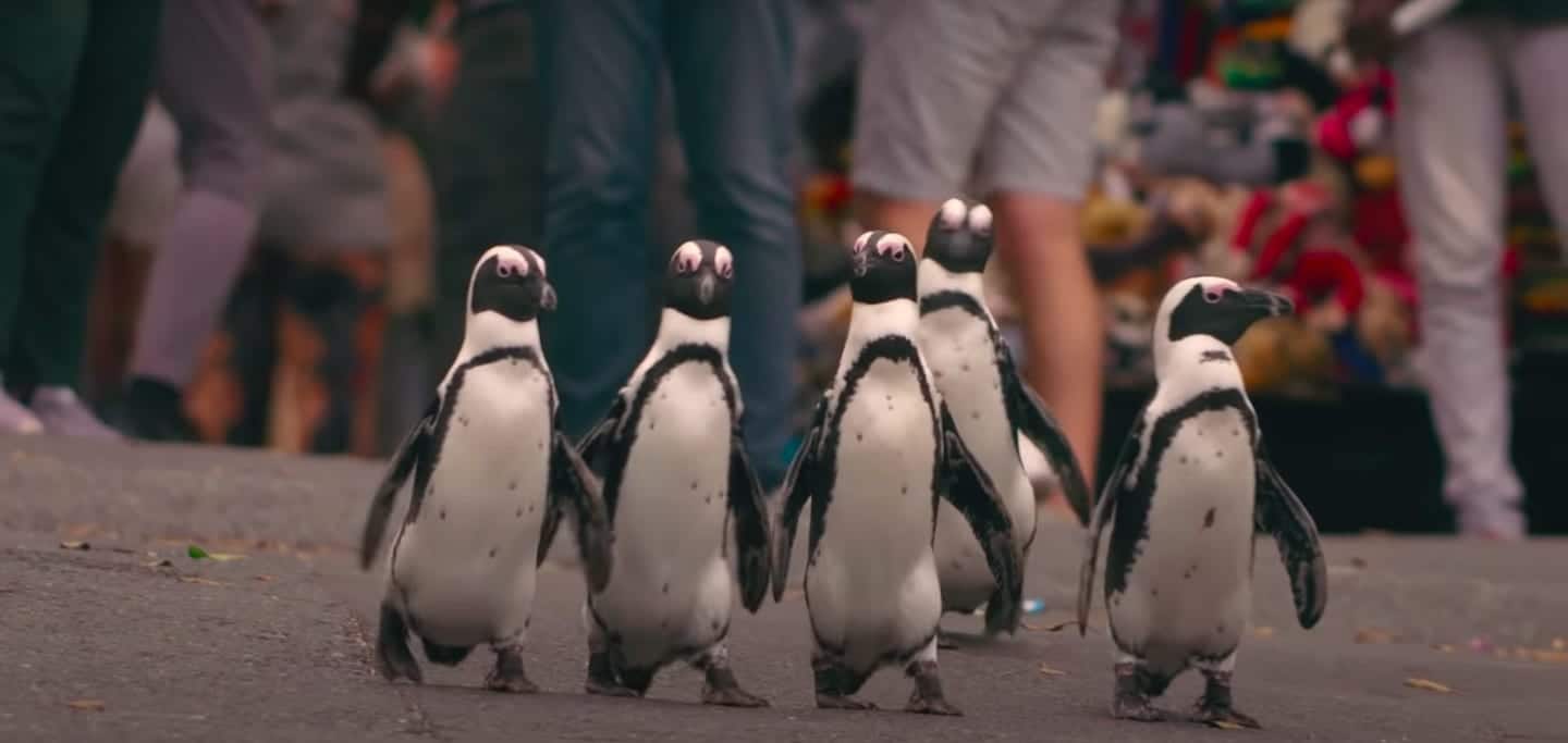 Pingüinos africanos protagonizan nueva serie en la plataforma Netflix