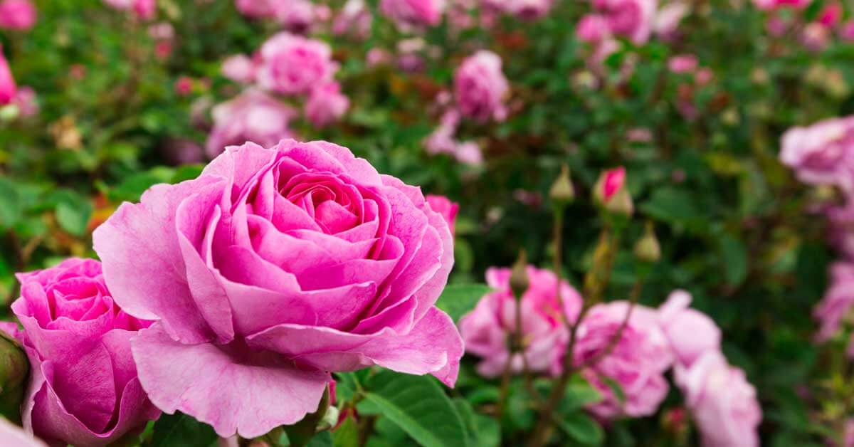 Cómo cultivar y cuidar las rosas en casa | Diario 2001
