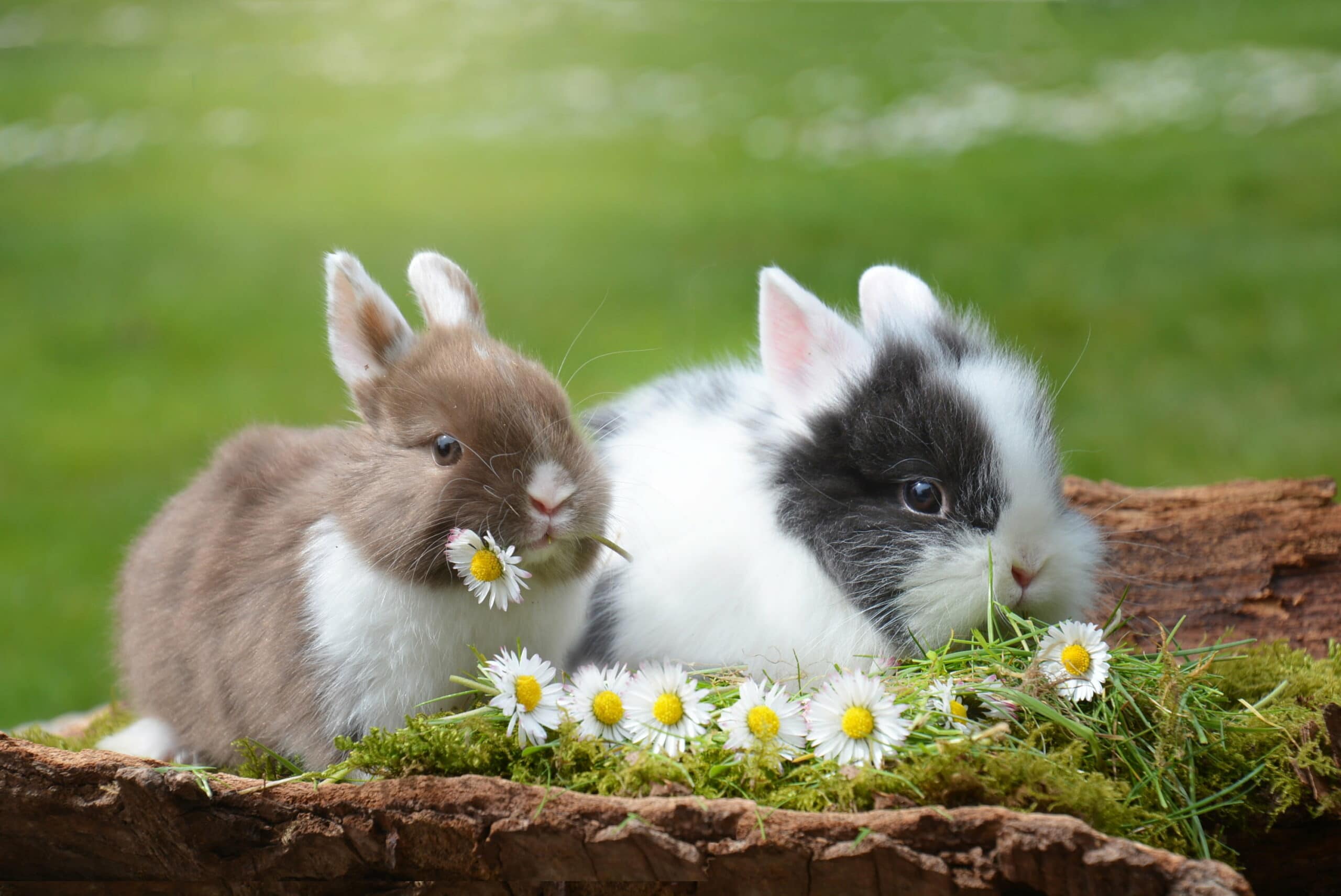 Datos que seguramente no sabías de los conejos