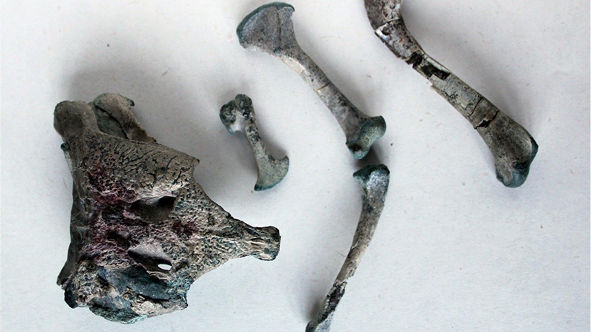 Descubren restos del esqueleto de un cocodrilo prehistórico de