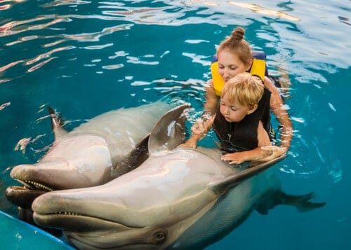Beneficios de la terapia con delfines