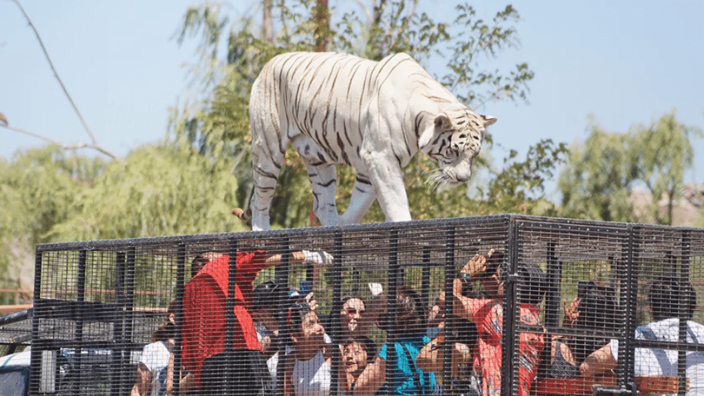 Muere una mujer en un zoológico en Chile tras ser atacada por un tigre
