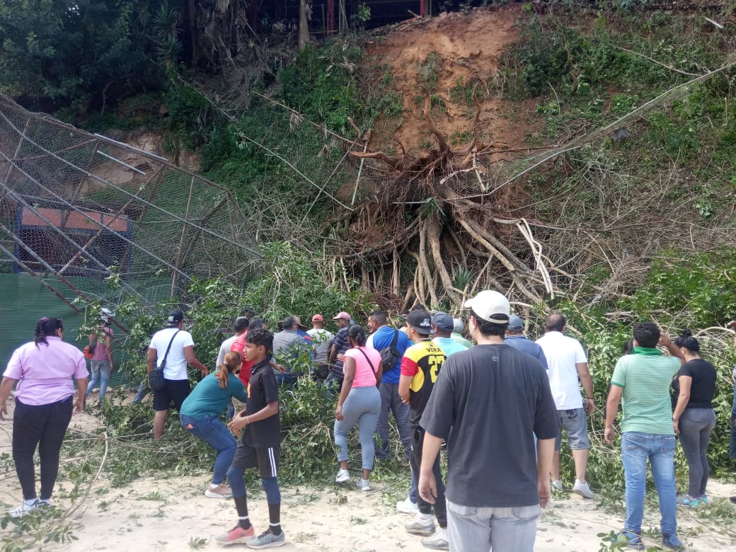 Al menos cinco niños resultan lesionados tras la caída de un árbol en El Hatillo