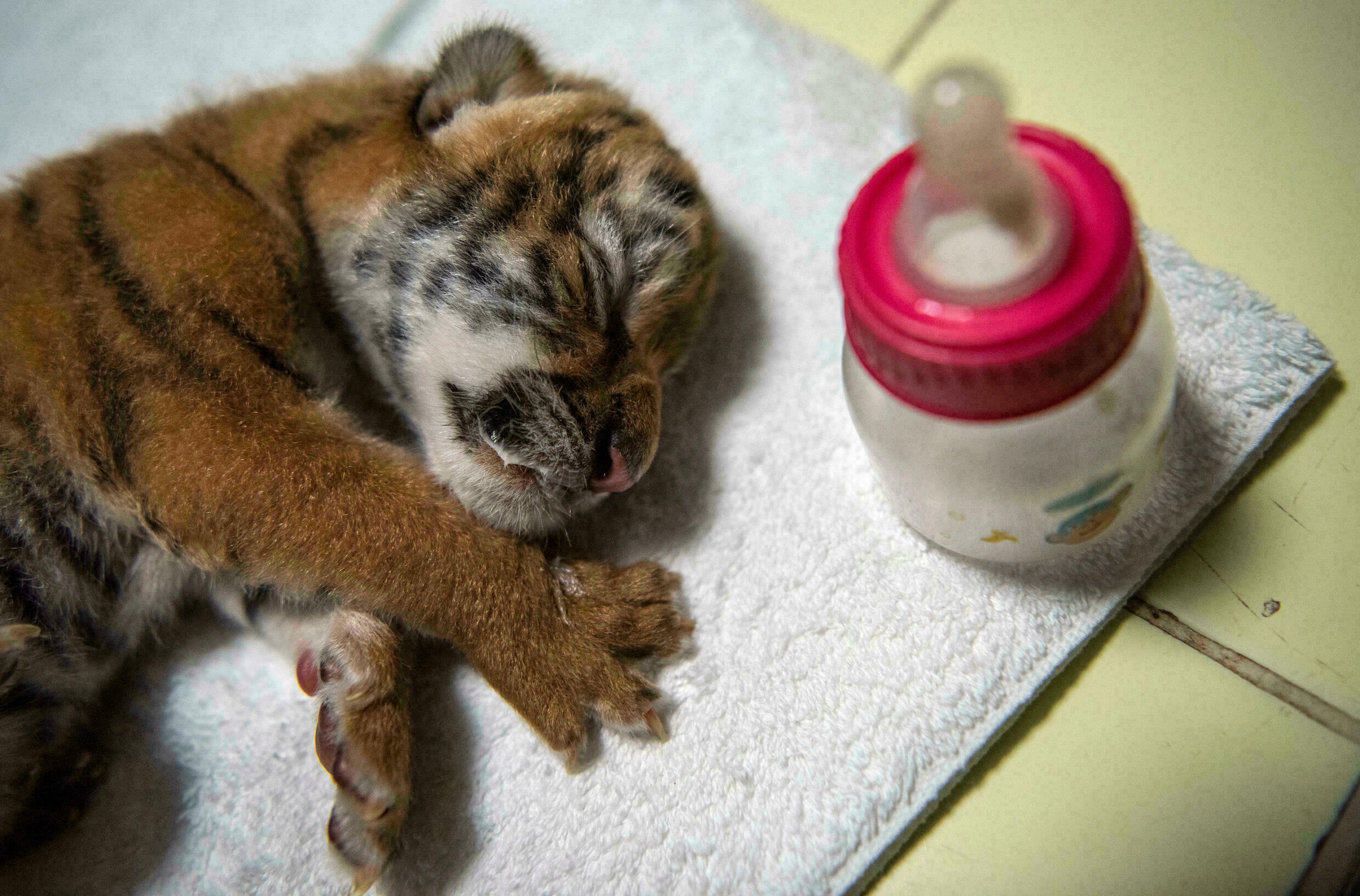 Zoológico de Nicaragua presenta tigresa de Bengala nacida en cautiverio