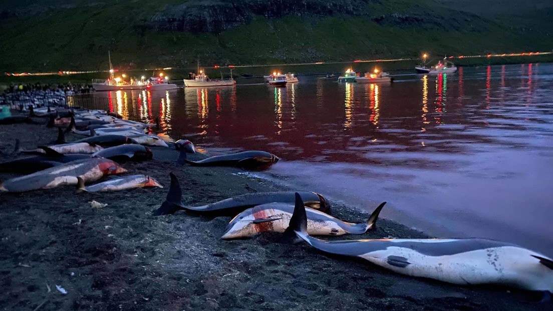 Las Islas Feroe evaluarán la caza de delfines tras recibir críticas