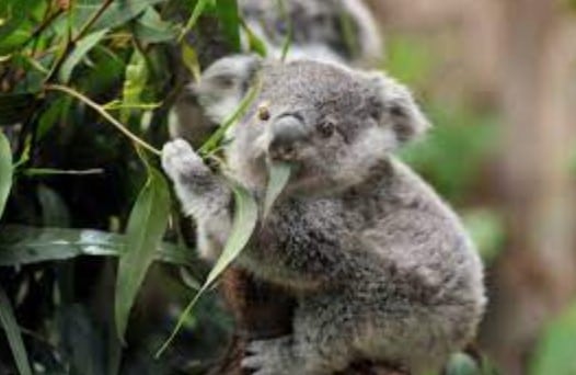 Virus asesino de koalas se transmite de madre a cría, según un estudio