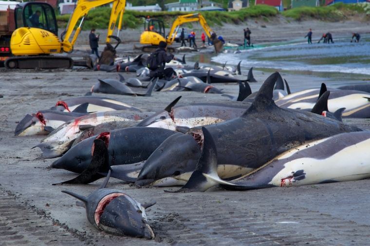 Tradición provoca la matanza de 1.400 delfines en islas Feroe