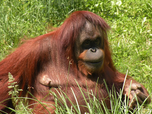 Muere orangután de 44 años en zoológico de Miami