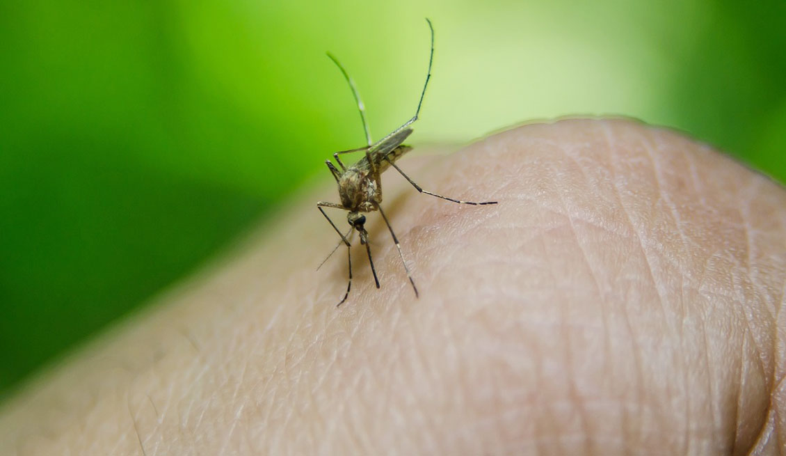 Falta de insecticidas frena fumigaciones contra mosquito de la fiebre amarilla