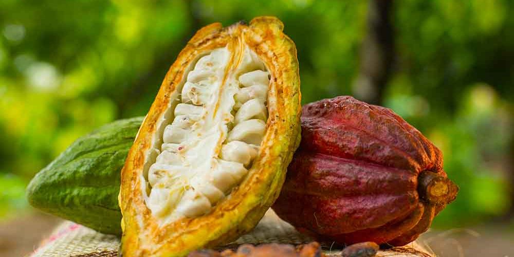 1 de octubre: Día Nacional del Cacao Venezolano