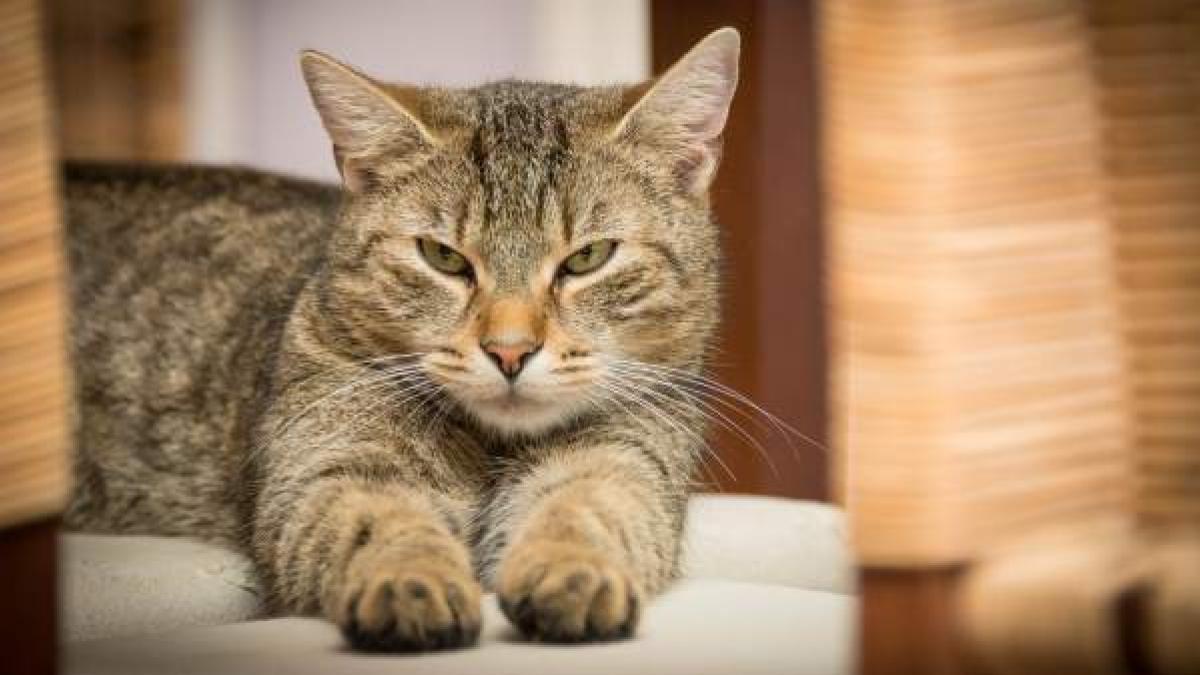Estudio científico concluye que "todos los gatos domésticos"