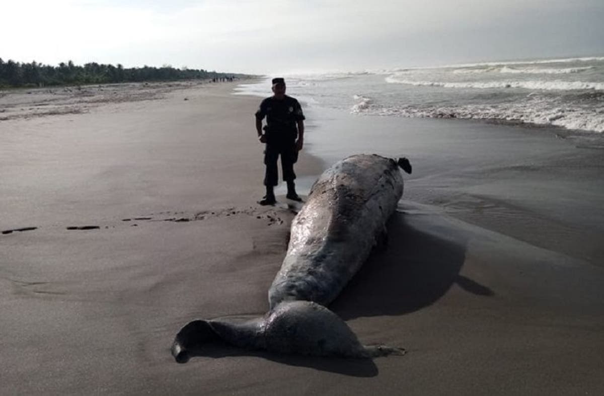 Aparece una ballena muerta de 15,70 metros en una playa de El Salvador