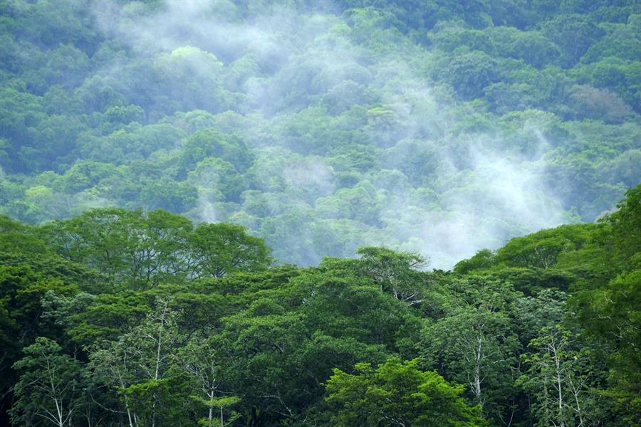 Costa Rica recibirá 20 millones de dólares para la protección de sus bosques