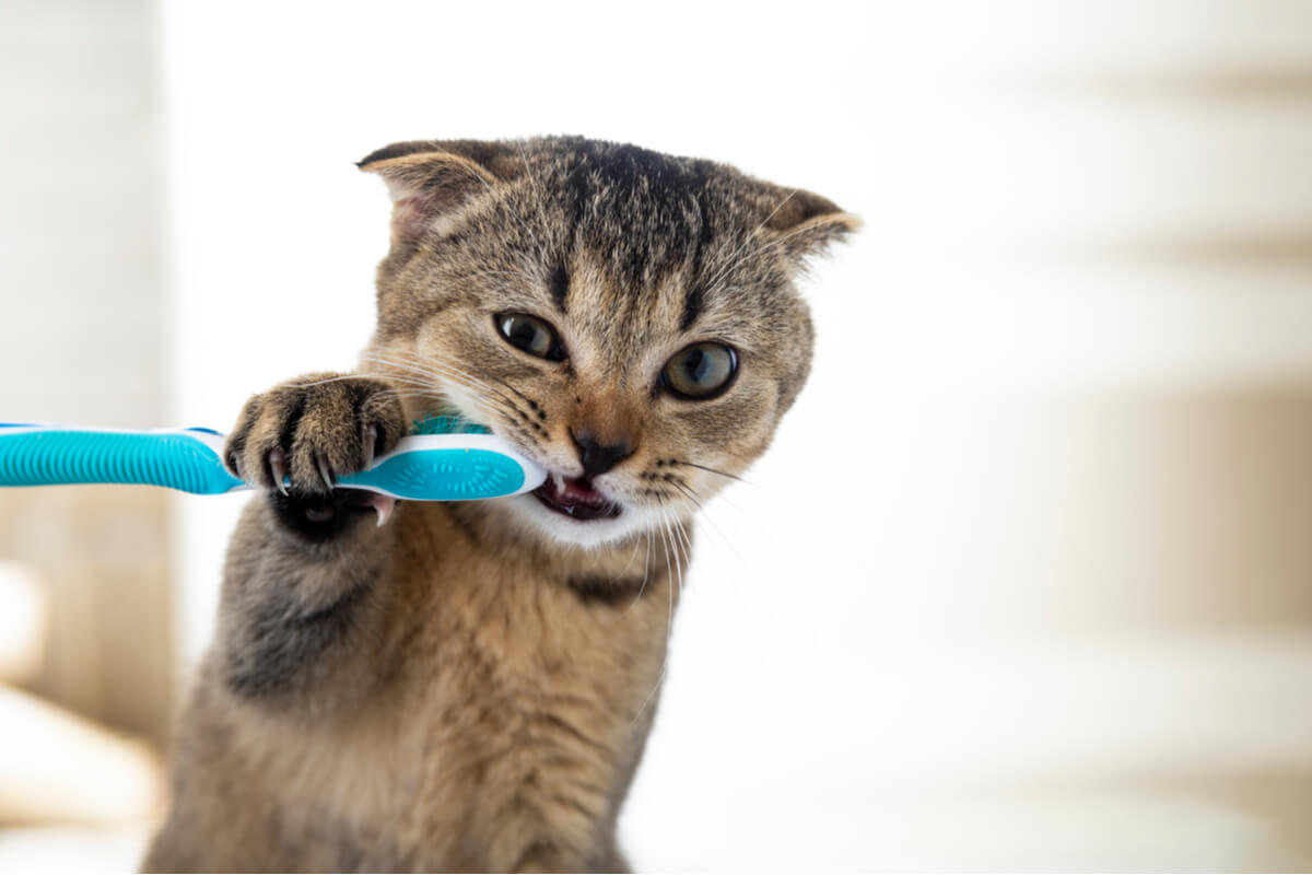 Higiene bucal de los gatos | Diario 2001