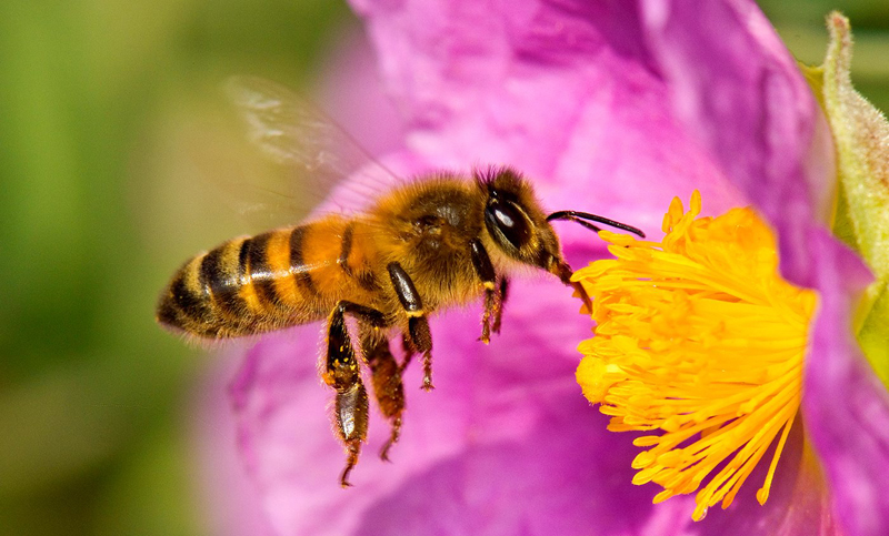Las abejas son las polinizadoras por excelencia | Diario 2001