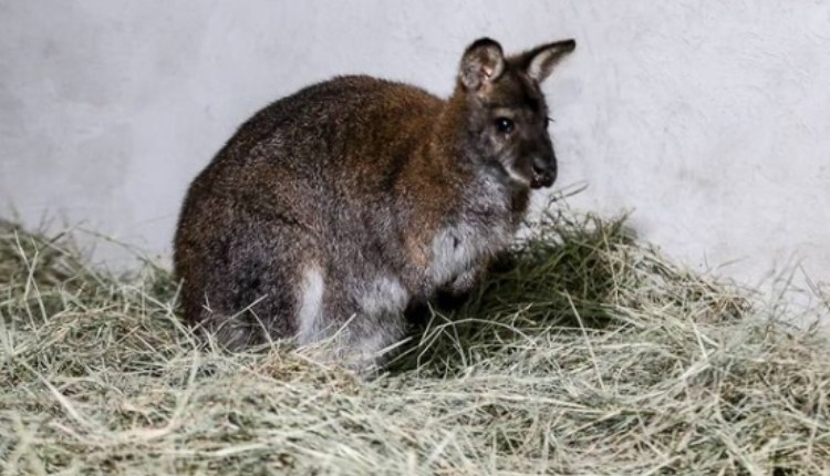 Llegan desde Europa 14 canguros para el zoológico de Caricuao