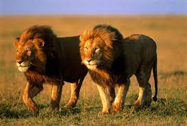 Dos enormes leones provocan pánico al escapar mientras los subían