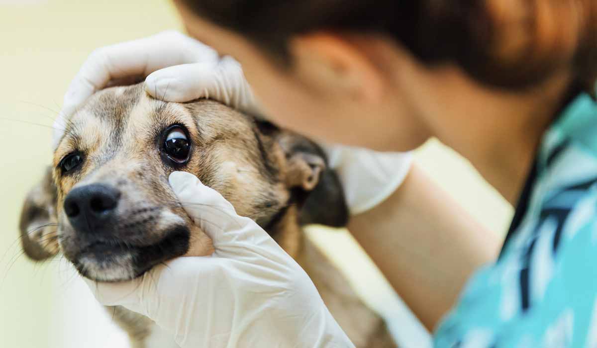 Enfermedades que afectan los ojos de los perros | Diario 2001