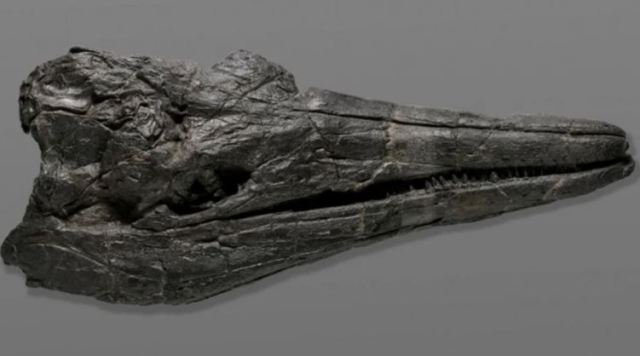 Encuentran un cráneo fósil del primer animal gigante de la Tierra (+Foto)