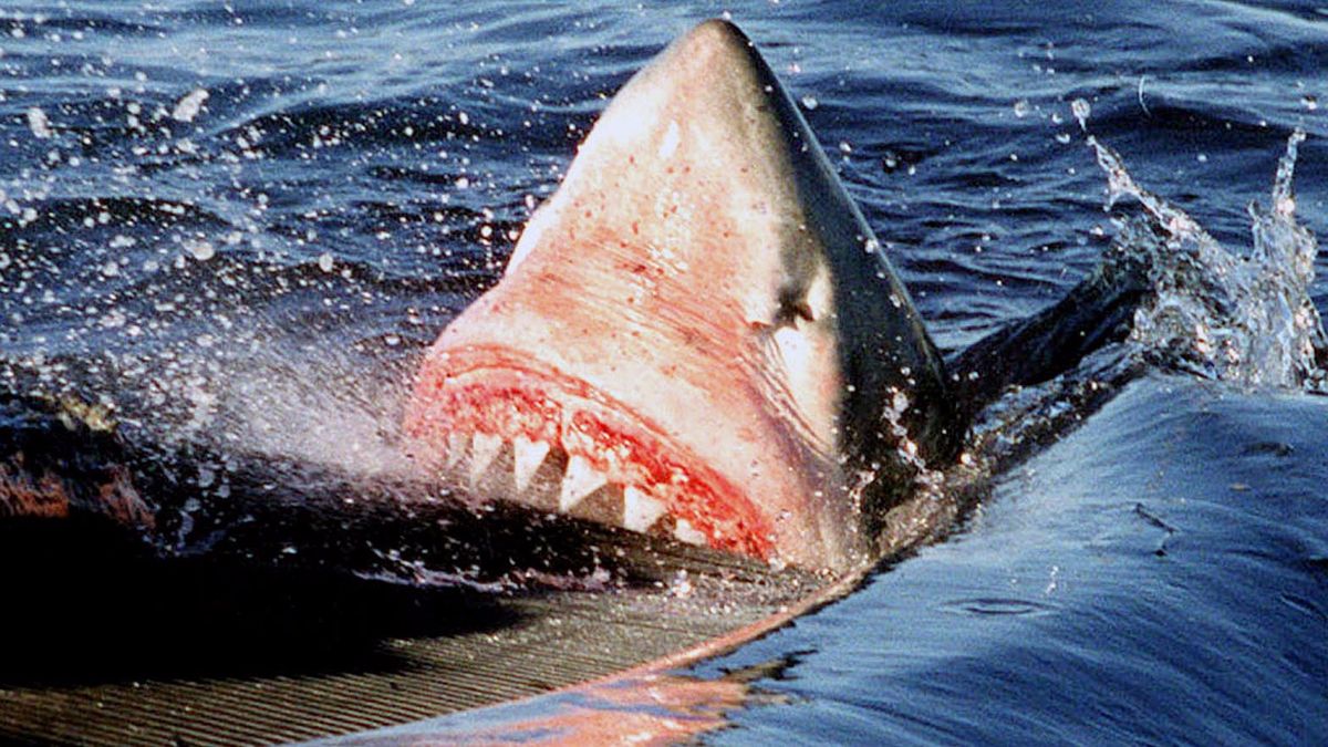 Revelan el salvaje ataque de un tiburón blanco en Australia
