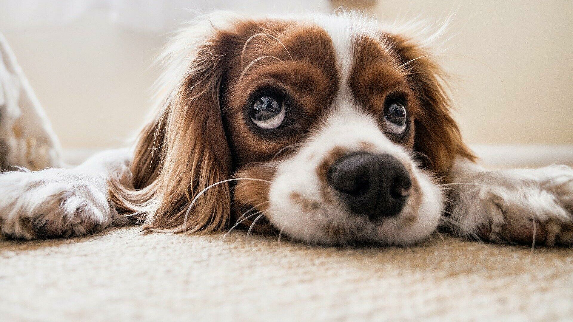 Gobierno español aprueba  primera ley de protección a los animales