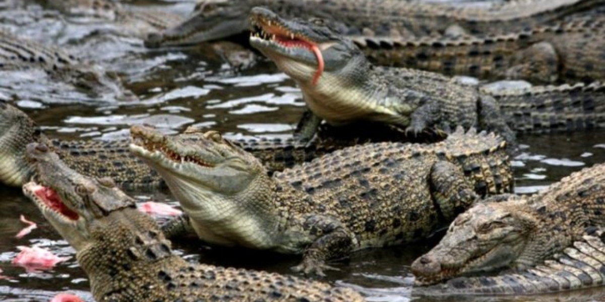 Un hombre escapa de un psiquiátrico y termina muerto en un río infestado con cocodrilos