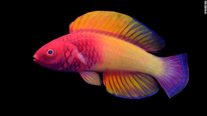Conoce el pez arcoíris de las Maldivas