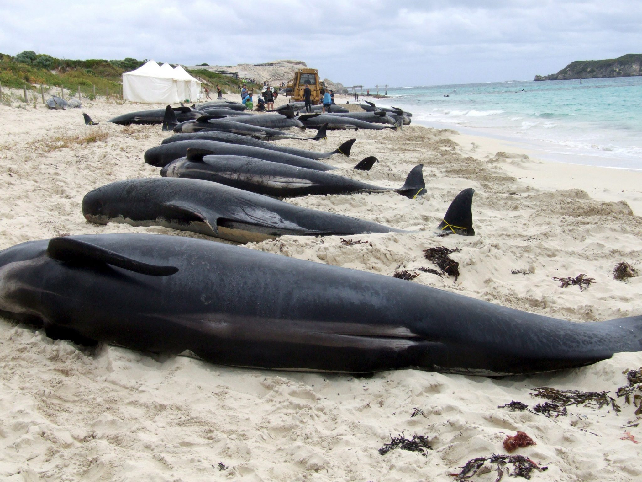 Al menos 29 ballenas piloto mueren tras quedar varadas en Nueva Zelanda