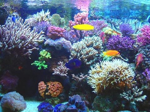 Arrecifes de coral del Caribe llevan calentándose al menos un siglo