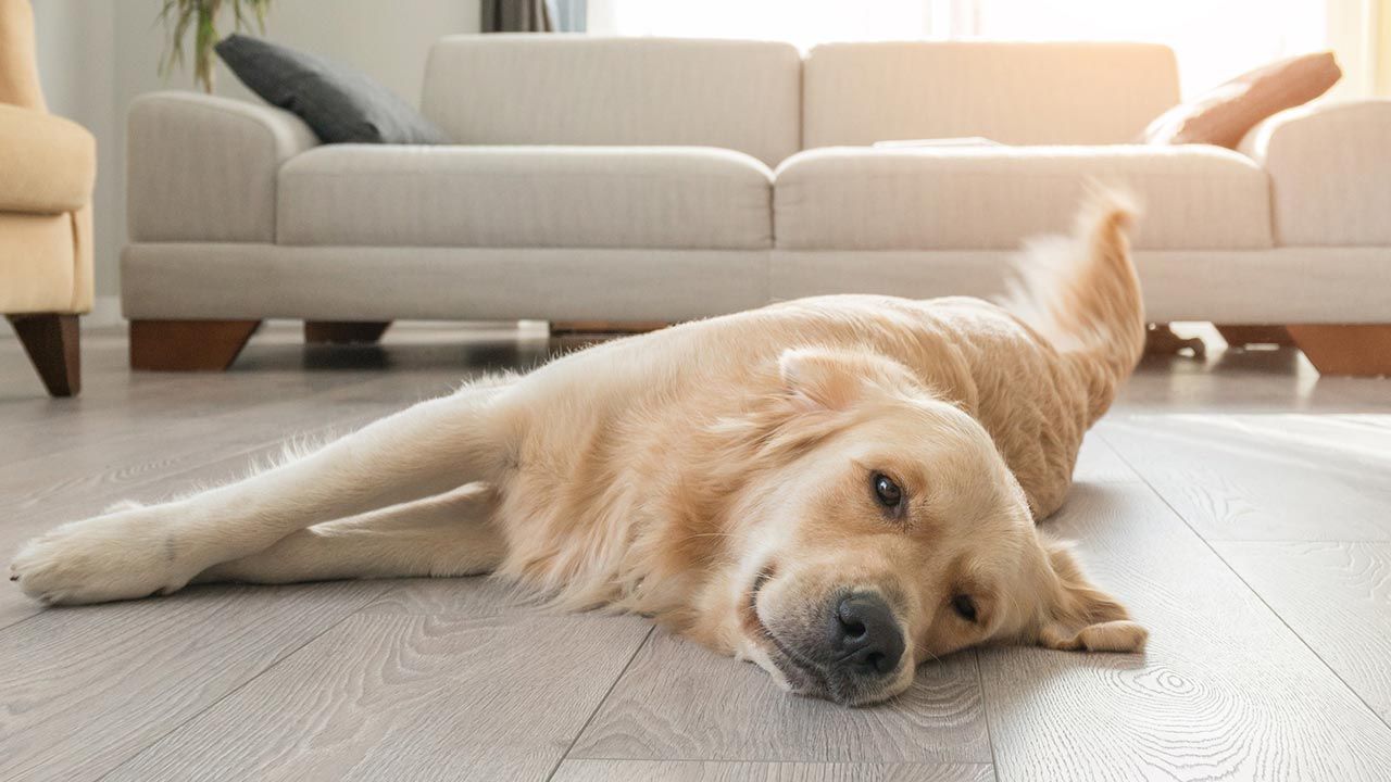 ¿Cómo tratar la epilepsia en los perros? | Diario 2001