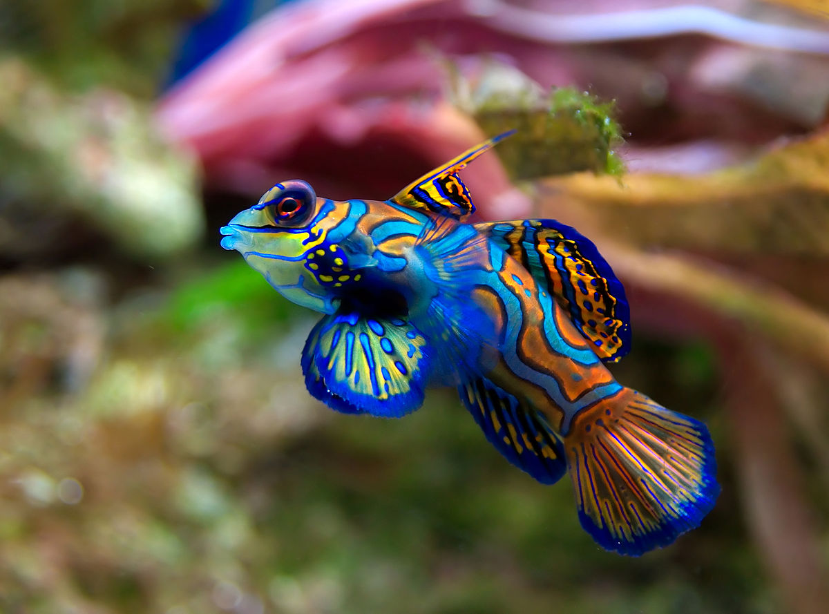 Mandarín: pez sin escamas con extravagantes colores