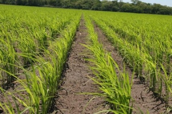 Venezuela firma alianza con Vietnam para aumentar producción local de arroz