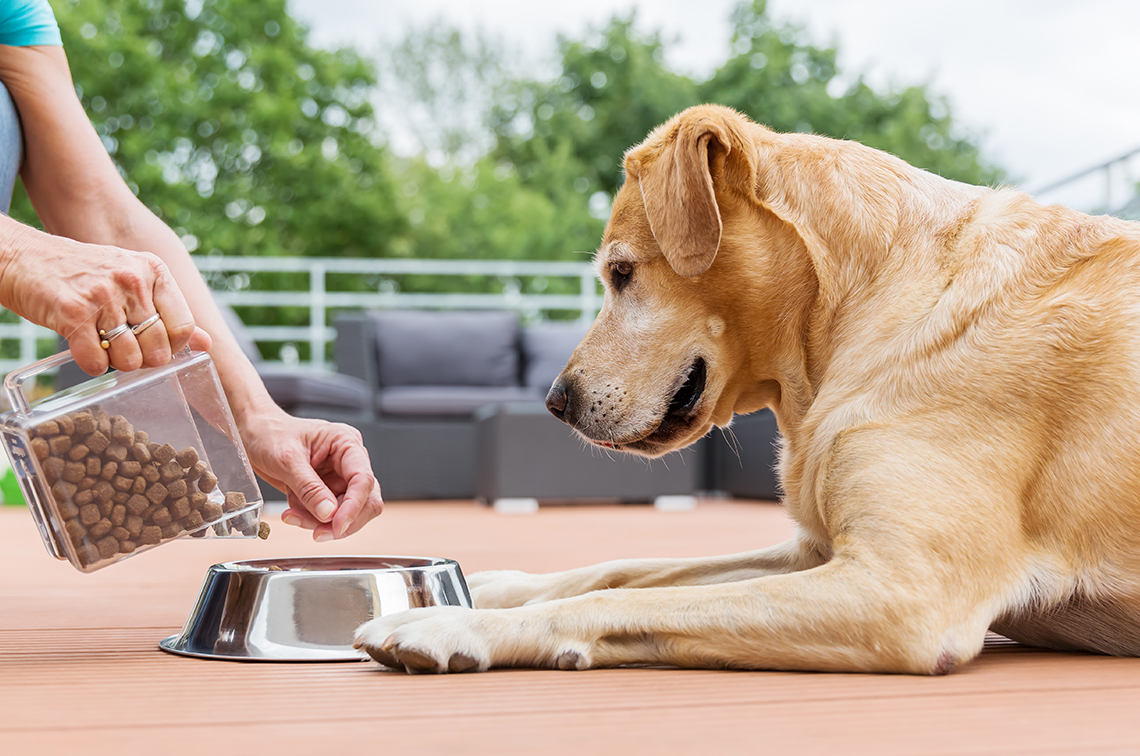 ¿Cuántas veces al día debe comer el perro?