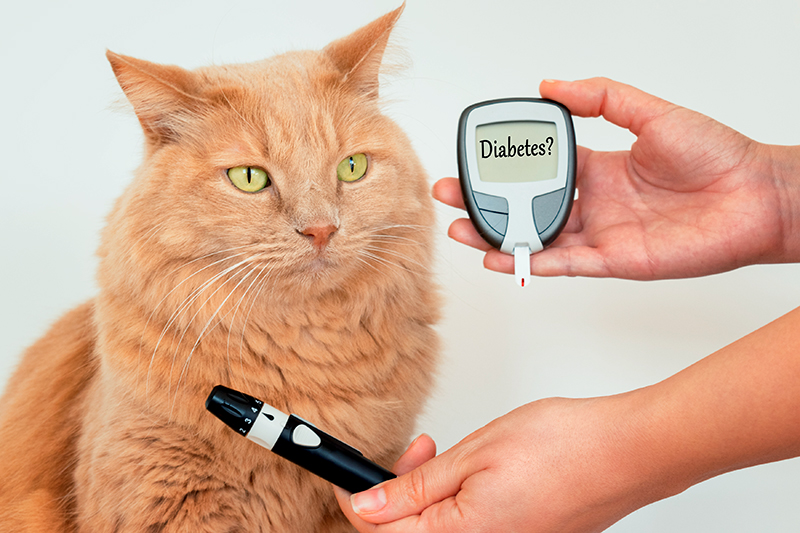 Diabetes, una enfermedad hormonal que afecta a los felinos