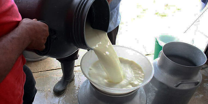 Cavilac: Escasez del diésel afecta producción de leche