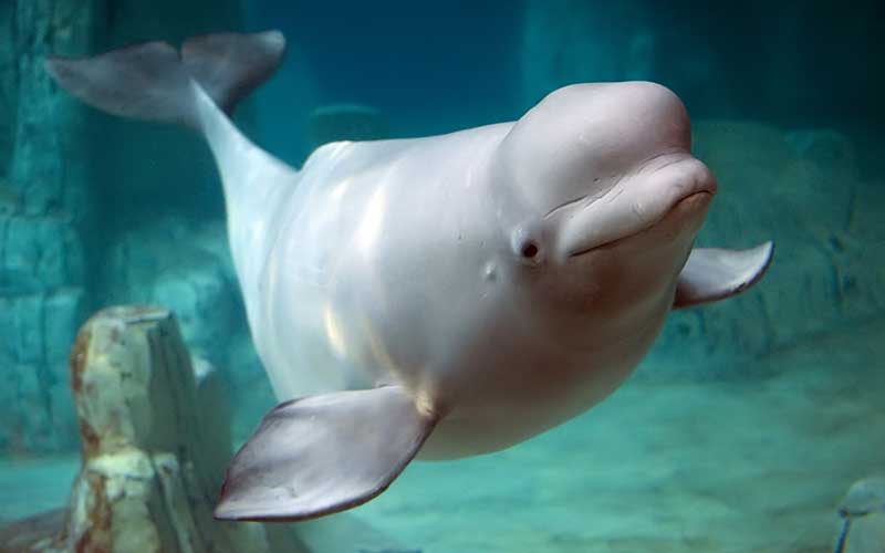 Datos curiosos sobre la ballena beluga del Ártico