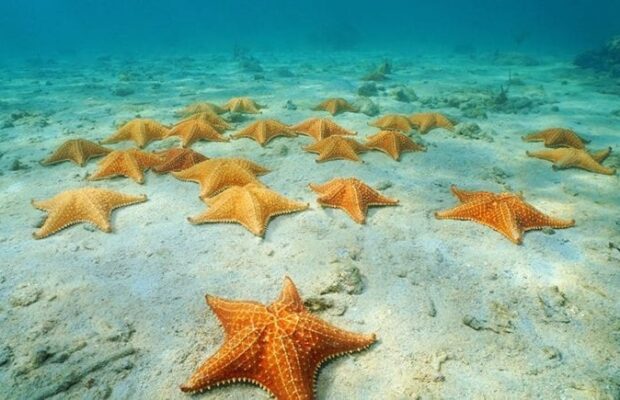 Estudio demuestra disminución de estrellas de mar en Mochima