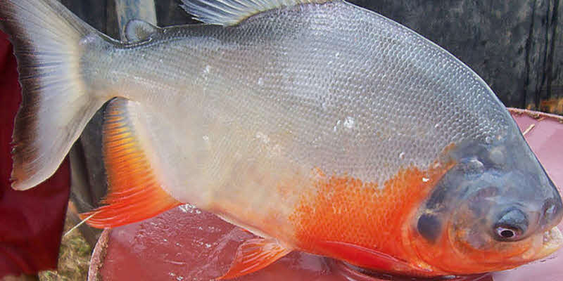 Ministerio Público prohíbe pesca de Cachama hasta el 30 de julio