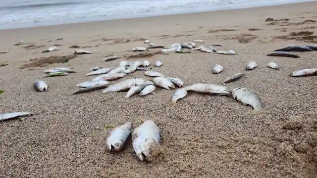 Pescadores de Anzoátegui en alerta tras aparición de peces muertos en la costa