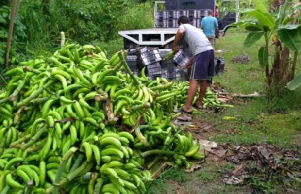 Especialistas advierten disminución en oferta de plátanos por lluvias