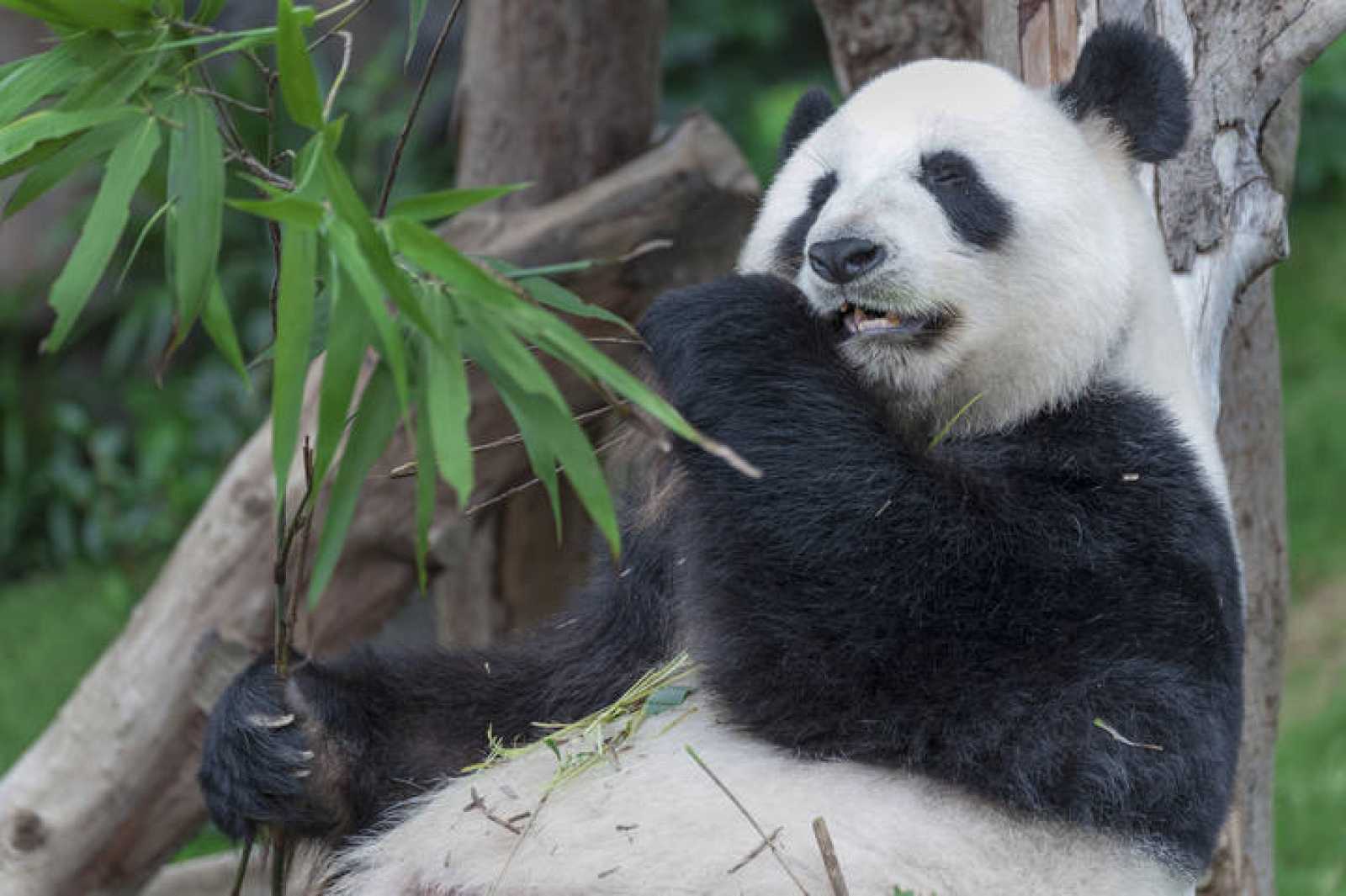 Pandas evolucionan para comer bambú hace seis millones de años