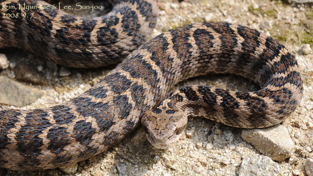 Científico descubre nueva especie de serpiente venenosa